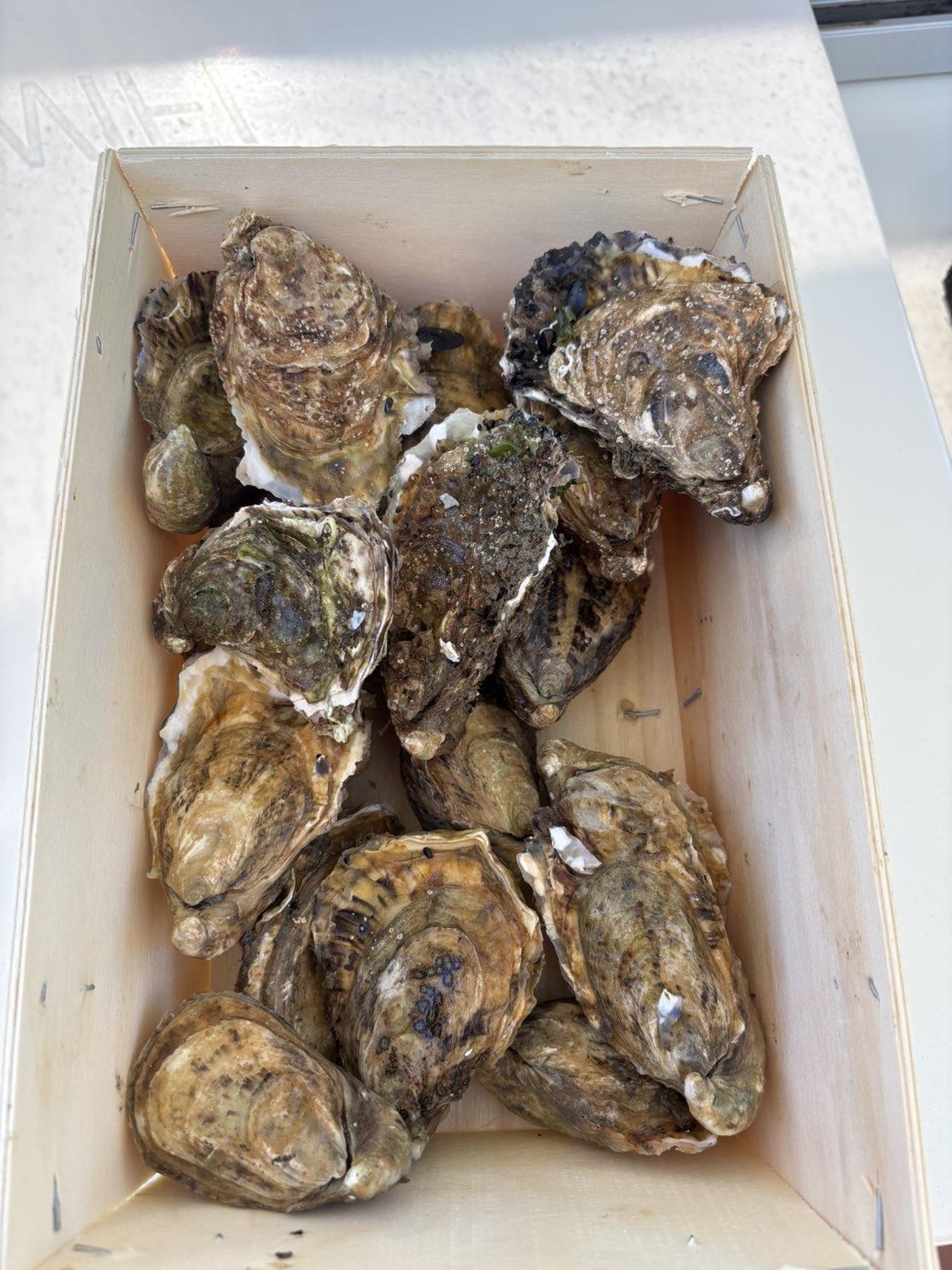 A wooden box full of fresh oysters caught off the boat